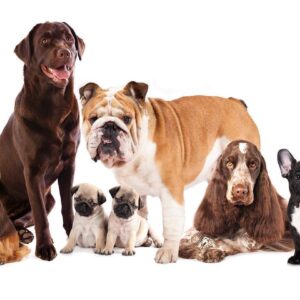 Papier peint - Animal portrait - dogs with a brown labrador in the centre on a white background