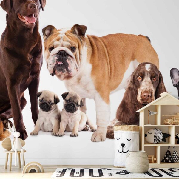 Papier peint - Animal portrait - dogs with a brown labrador in the centre on a white background Papier peint - Animal portrait - dogs with a brown labrador in the centre on a white background