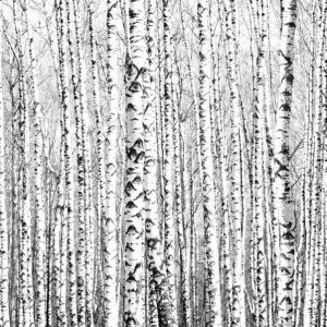 Papier peint - Birch forest