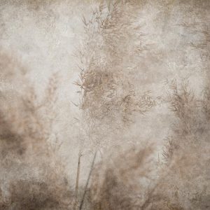 Papier peint - Blown Away by the Wind