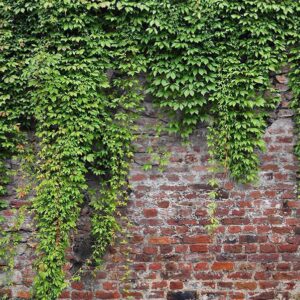 Papier peint - Brick and ivy