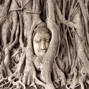Papier peint - Buddha's Tree