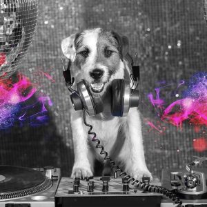 Papier peint - DJ Dog