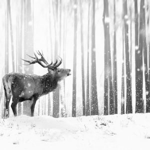 Papier peint - Deer in the Snow (Black and White)