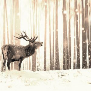 Papier peint - Deer in the Snow (Sepia)
