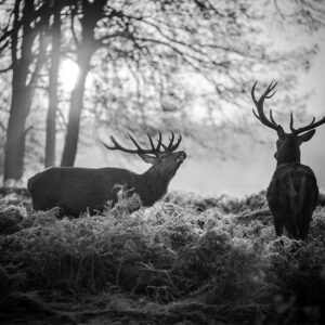 Papier peint - Deers in the Morning