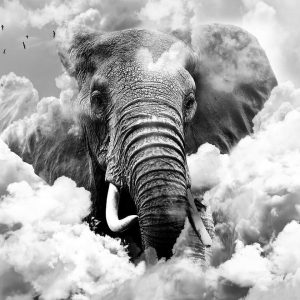 Papier peint - Elephant in the Clouds (Black and White)