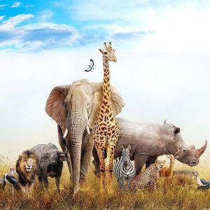 Papier peint - Fauna of Africa