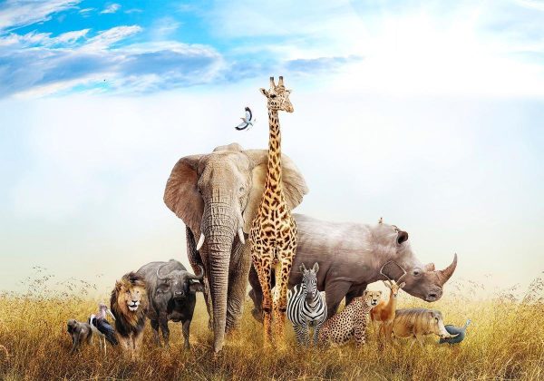Papier peint - Fauna of Africa