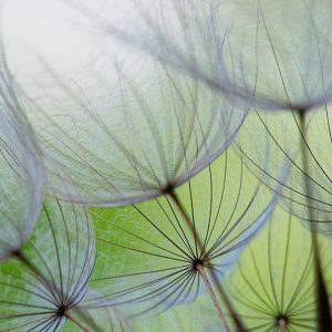 Papier peint - Fleeting moments