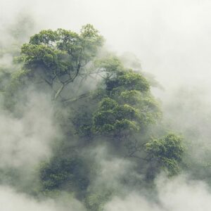 Papier peint - Foggy Amazon