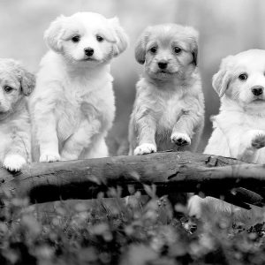 Papier peint - Four Puppies