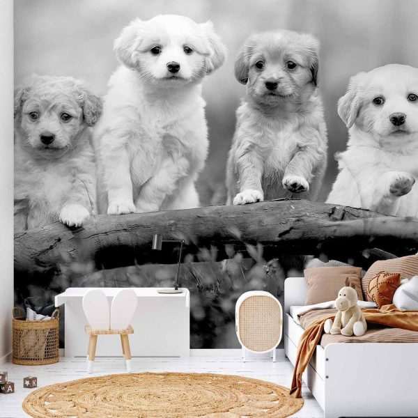 Papier peint - Four Puppies Papier peint - Four Puppies