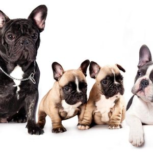 Papier peint - French Dogs