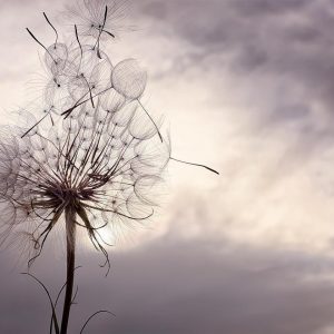 Papier peint - Gentle Wind