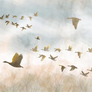 Papier peint - Golden Geese