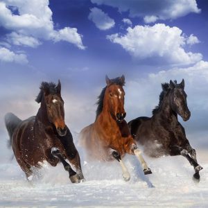 Papier peint - Horses in the Snow