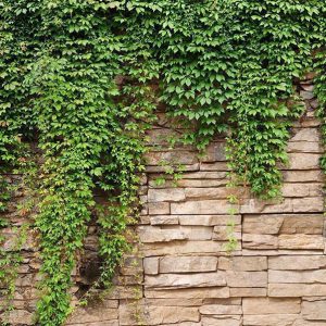 Papier peint - Ivy wall