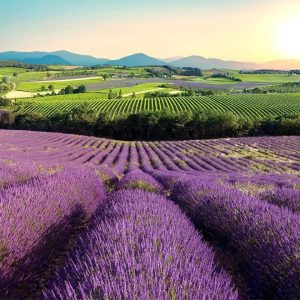 Papier peint - Lavender Field