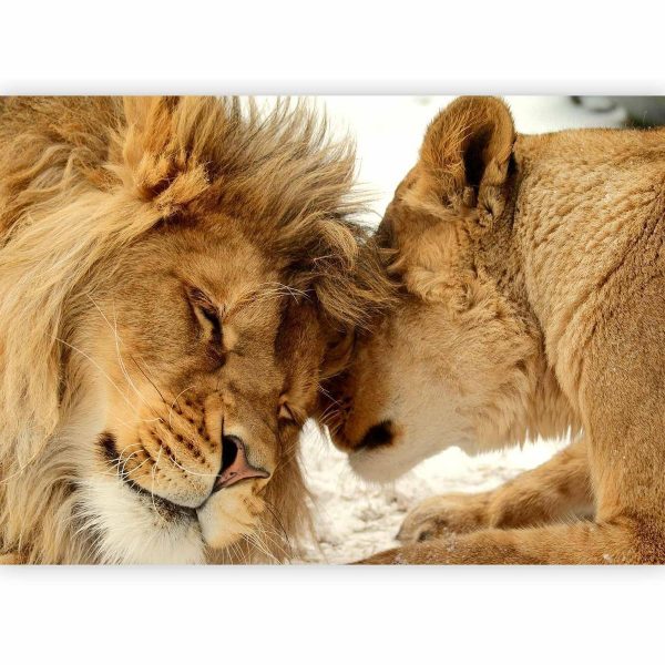 Papier peint - Lion Tenderness