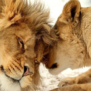 Papier peint - Lion Tenderness