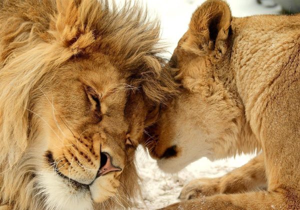 Papier peint - Lion Tenderness