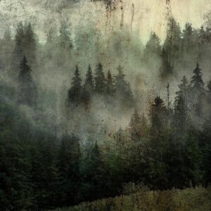 Papier peint - Misty Beauty of the Forest
