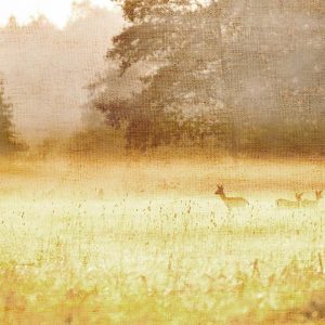 Papier peint - Morning Dew