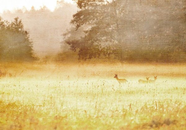 Papier peint - Morning Dew