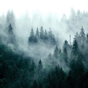 Papier peint - Mountain Forest (Dark Green)