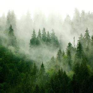 Papier peint - Mountain Forest (Green)