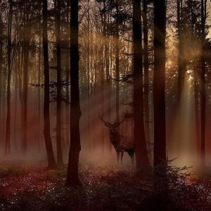 Papier peint - Mystical Forest - First Variant