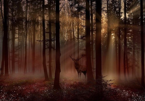 Papier peint - Mystical Forest - First Variant