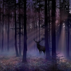 Papier peint - Mystical Forest - Second Variant