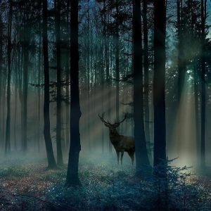 Papier peint - Mystical Forest - Third Variant