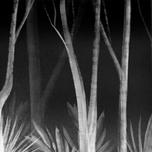Papier peint - Noise of the forest at night - minimalist landscape of white trees on a black background