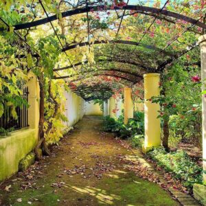 Papier peint - Pergola
