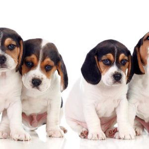 Papier peint - Sad Puppies