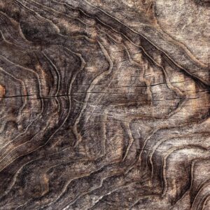Papier peint - Signs of the times - an abstract background with the wrinkled bark of an old tree