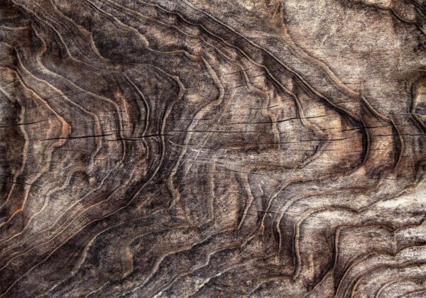 Papier peint - Signs of the times - an abstract background with the wrinkled bark of an old tree