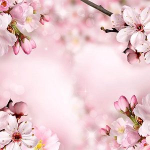 Papier peint - Spring Cherry Blossom