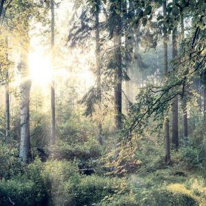 Papier peint - Tales of a Forest