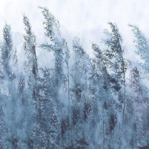 Papier peint - Tall Grasses - Grey
