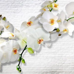 Papier peint - The Urban Orchid