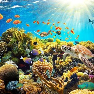 Papier peint - Underwater Land