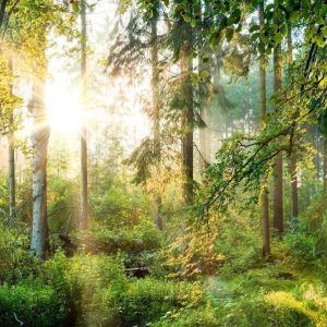 Papier peint - Untamed Nature
