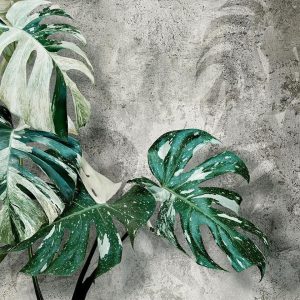 Papier peint - Variegata