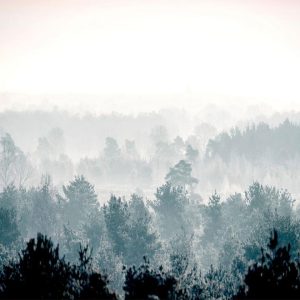 Papier peint - Winter Forest