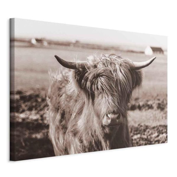 Tableau - A Scottish Cow in Sepia Tableau - A Scottish Cow in Sepia