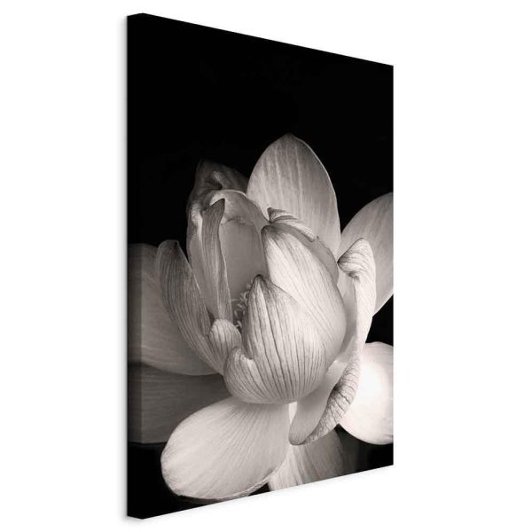 Tableau - Delicacy of Petals in Nature (1-part) - Flower in Black and White Tableau - Delicacy of Petals in Nature (1-part) - Flower in Black and White